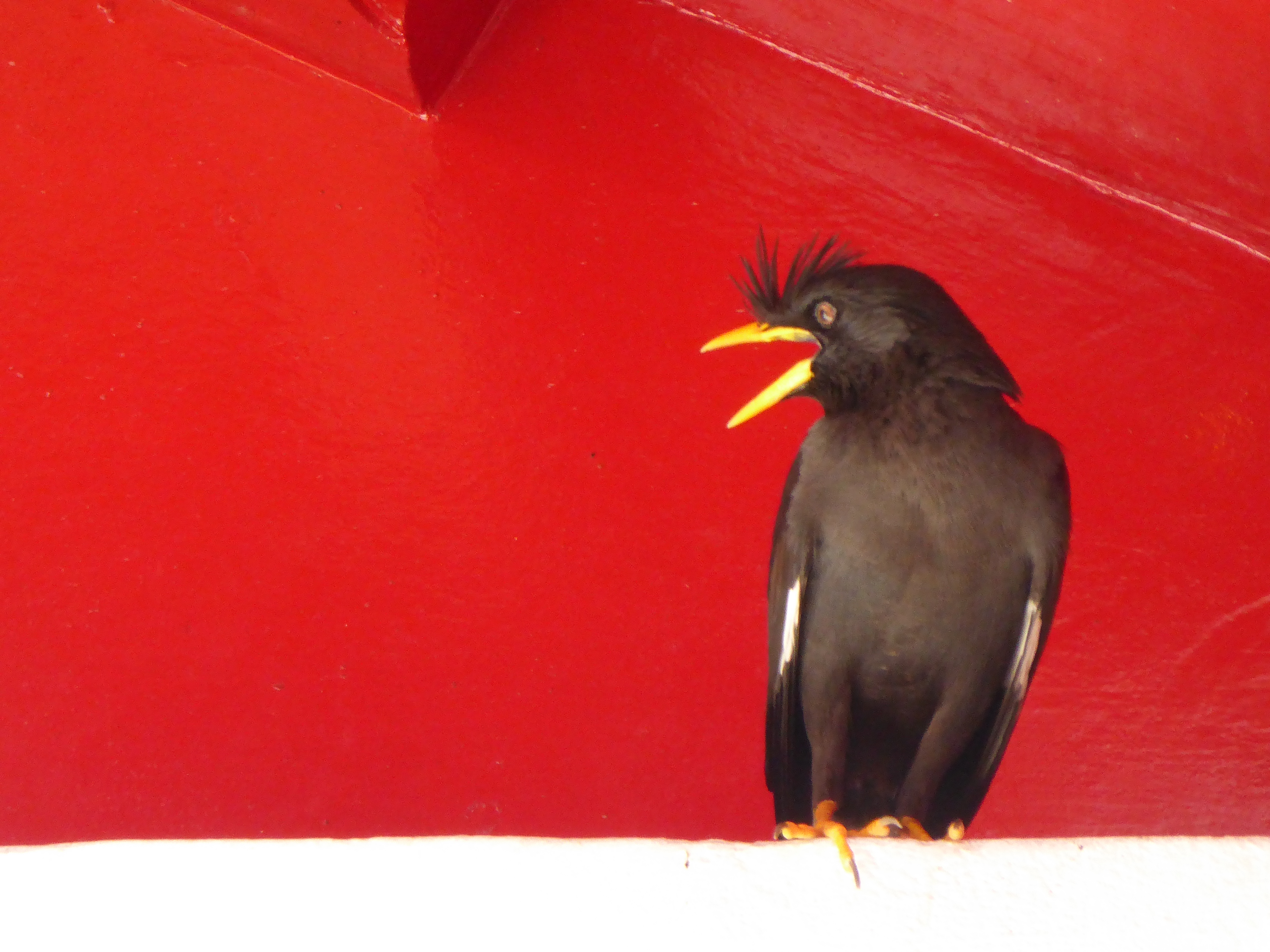 For the love of birds! For the love of birds!