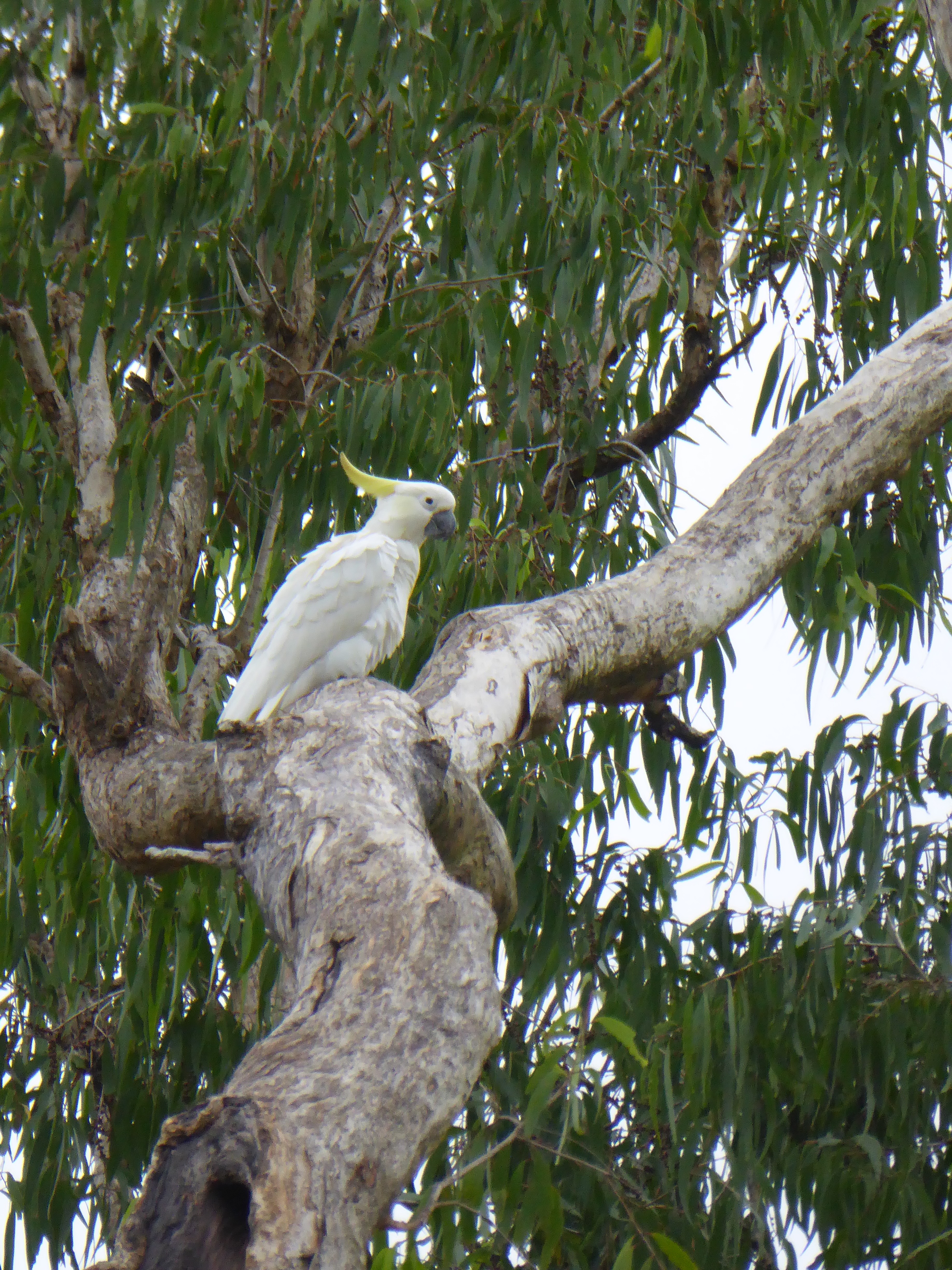 Australia Bird List Australia Bird List